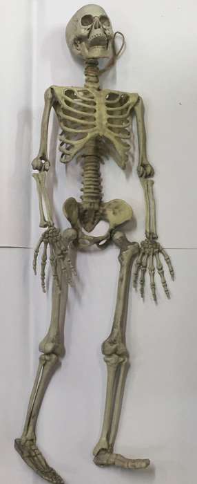 Halloween 80cm full skeleton