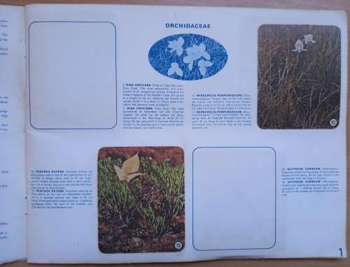 Vintage Bokomo sticker album: SA Wild Flowers - 8 stickers missing