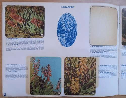 Vintage Bokomo sticker album: SA Wild Flowers - 8 stickers missing