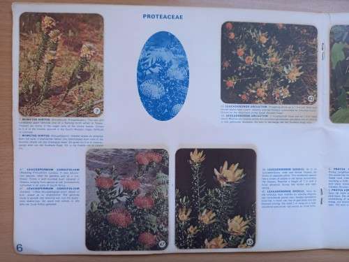 Vintage Bokomo sticker album: SA Wild Flowers - 8 stickers missing