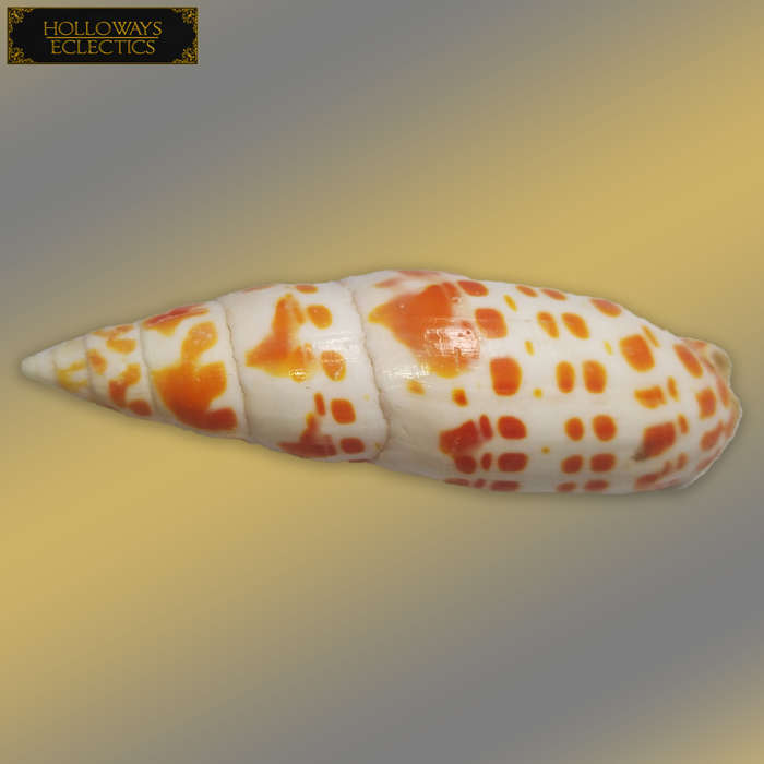 Premium Shell Lot