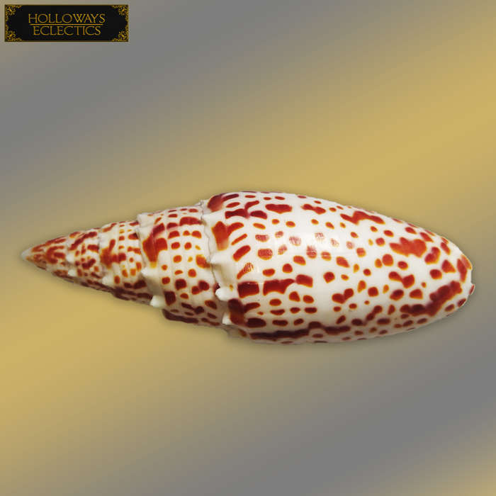 Premium Shell Lot