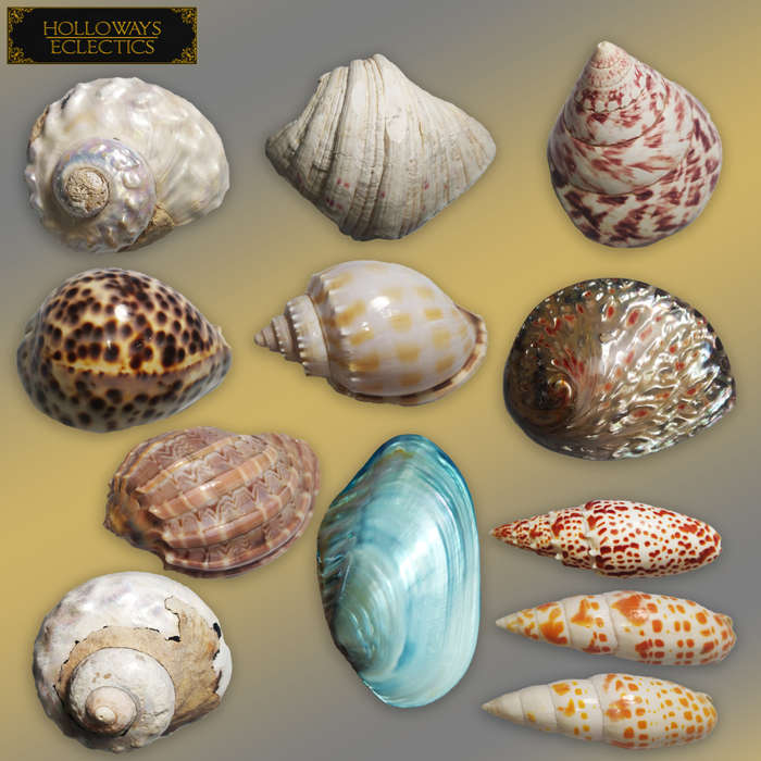 Premium Shell Lot