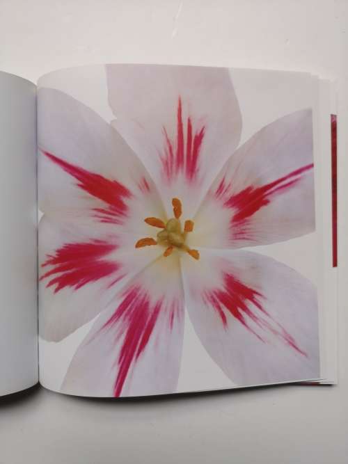 Flowers: Photographs by Kim Jung Man