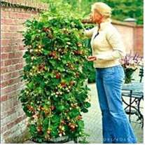 Climbing Strawberry 20 seeds per packet - Spring