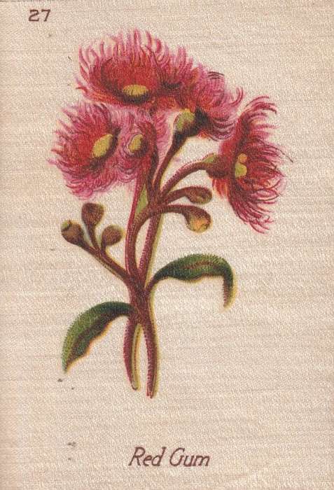 SOUTH AFRICAN FLOWERS SILK CIGERETTE CARD