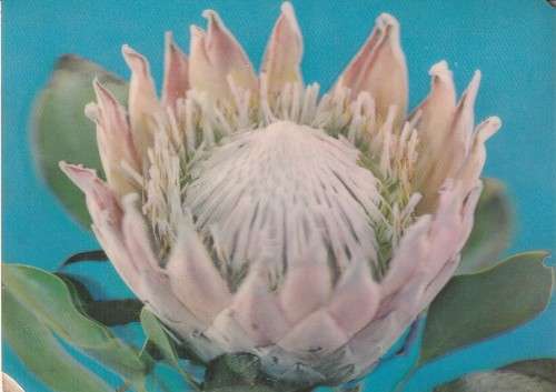SOUTH AFRICA 3D POSTAL HISTORY POST CARD