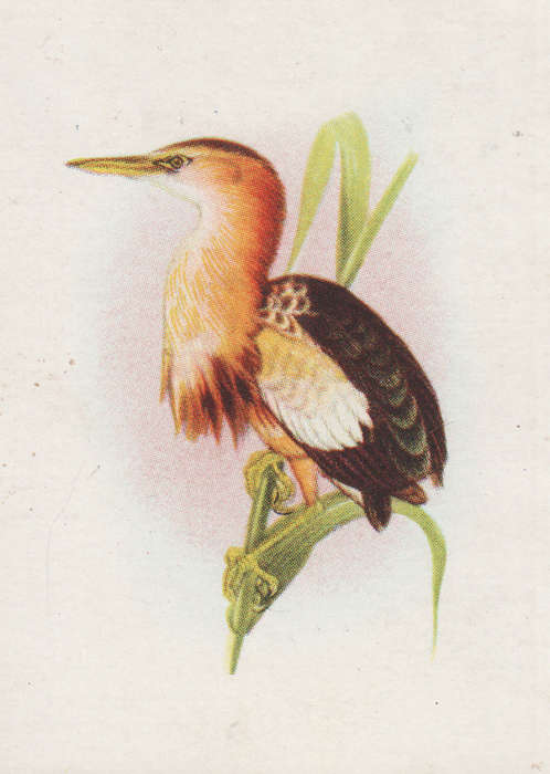 OUR SOUTH AFRICAN BIRDS CIGARETTE CARD NO, 8