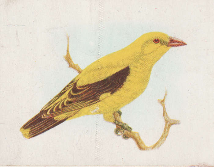 CIGARETTE CARD OUR SOUTH AFRICAN BIRDS NO. 100