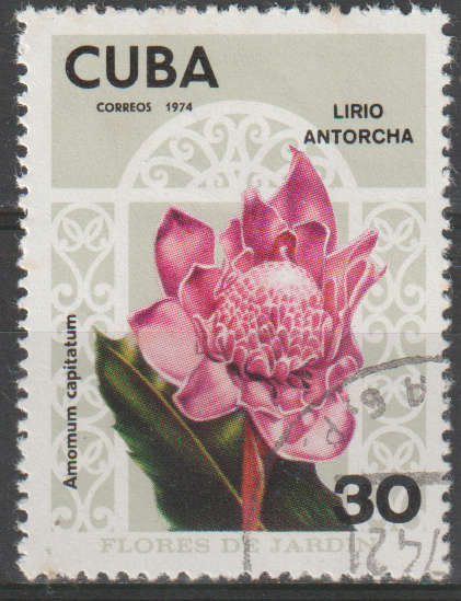 THEMATIC FLOWERS CUBA ULH