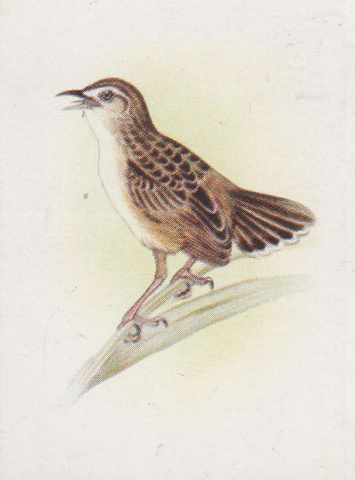 CIGARETTE CARD OUR SOUTH AFRICAN BIRDS NO. 116