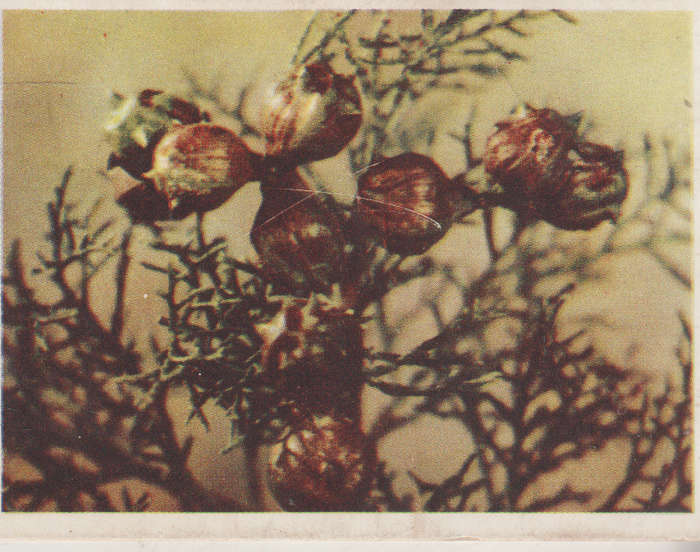OUR SOUTH AFRICAN FLOWERS NO 2