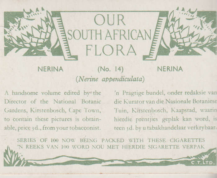 OUR SOUTH AFRICAN FLOWERS NO 14
