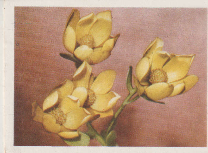 OUR SOUTH AFRICAN FLOWERS NO 25