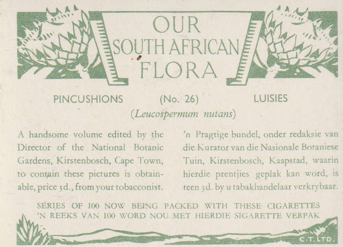 OUR SOUTH AFRICAN FLOWERS NO 26