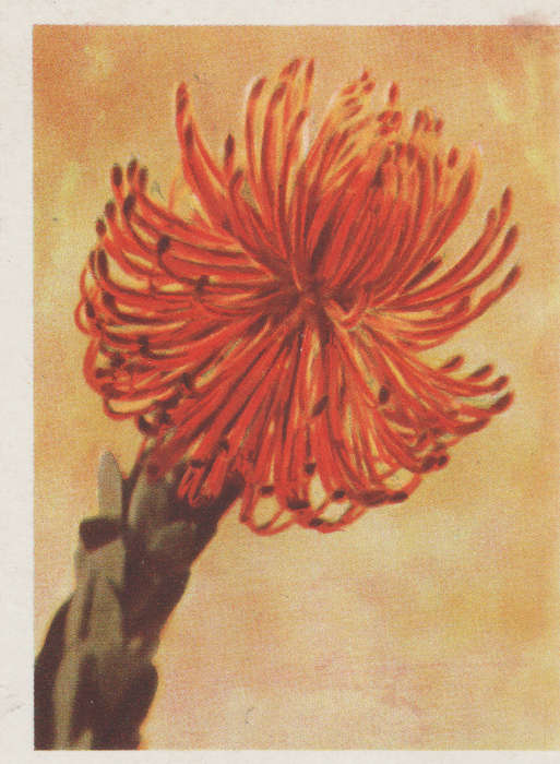 OUR SOUTH AFRICAN FLOWERS NO 27