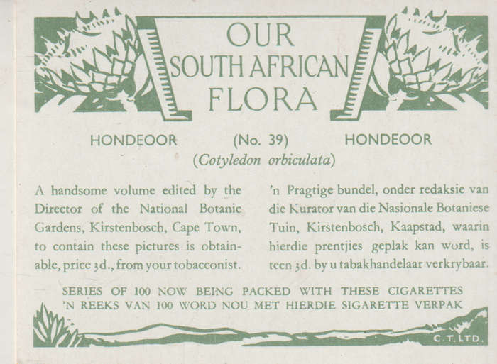 OUR SOUTH AFRICAN FLOWERS NO 39