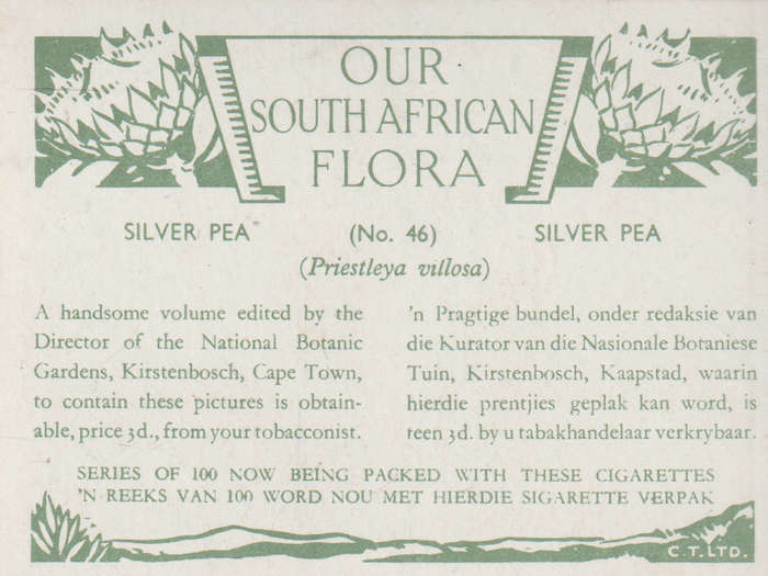 OUR SOUTH AFRICAN FLOWERS NO 46
