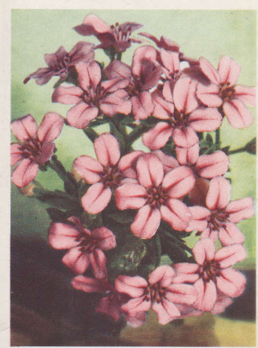 OUR SOUTH AFRICAN FLOWERS NO 52