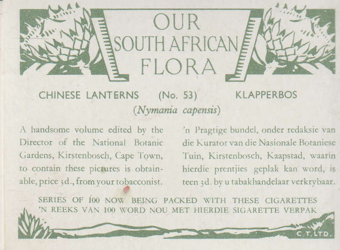 OUR SOUTH AFRICAN FLOWERS NO 53