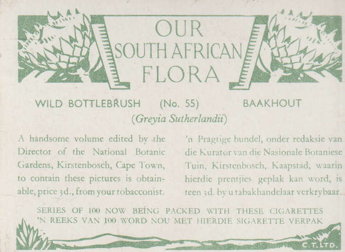 OUR SOUTH AFRICAN FLOWERS NO 55