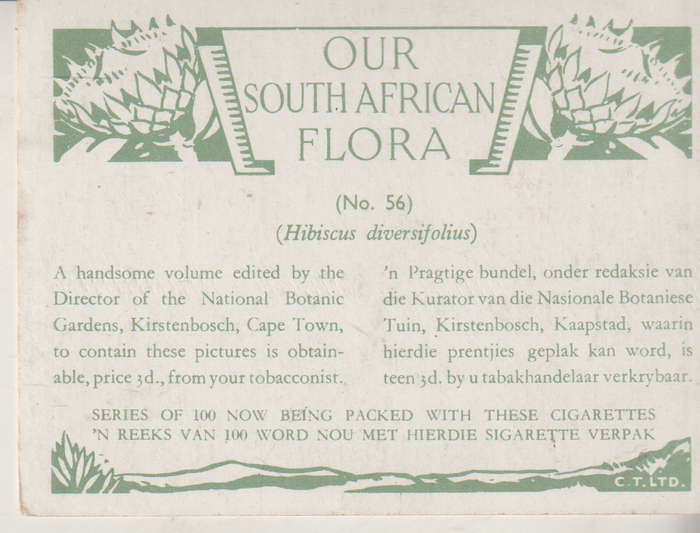 OUR SOUTH AFRICAN FLOWERS NO 56