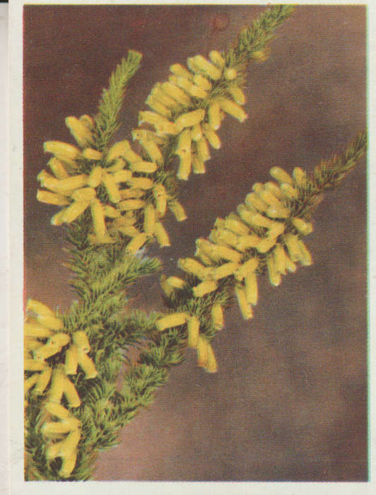 OUR SOUTH AFRICAN FLOWERS NO 60