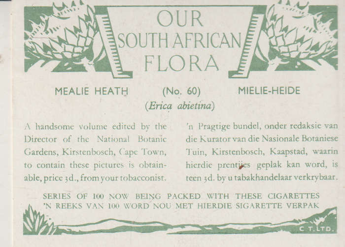 OUR SOUTH AFRICAN FLOWERS NO 60