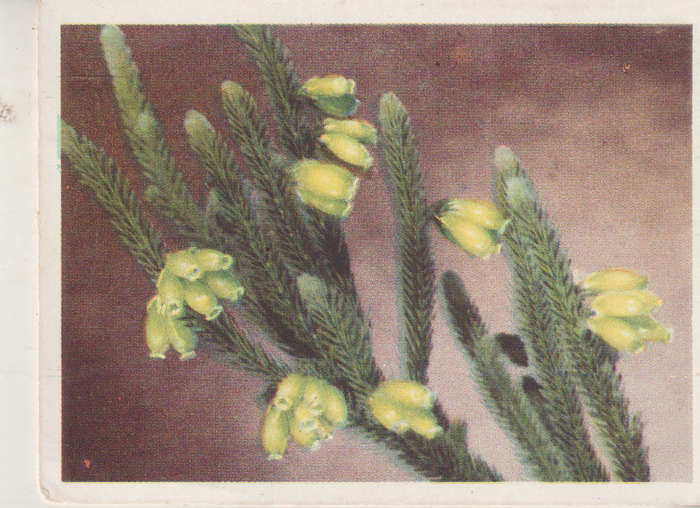 CIGARETTE CARD OUR SOUTH AFRICAN FLOWERS NO 63