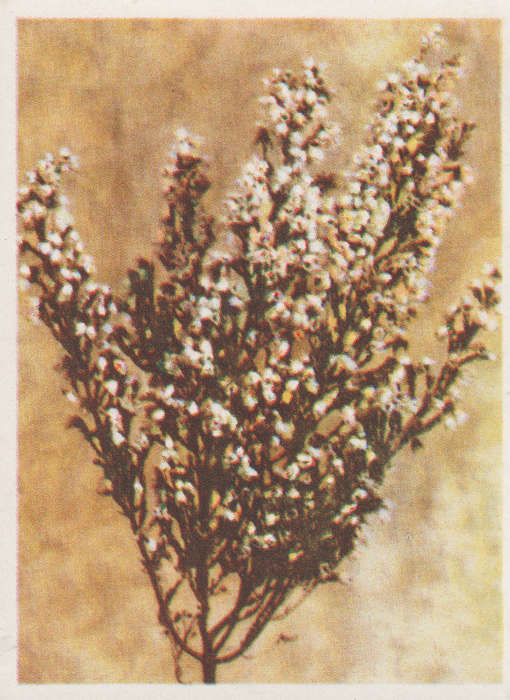 CIGARETTE CARD OUR SOUTH AFRICAN FLOWERS NO 66