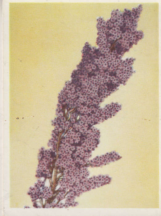 CIGARETTE CARD OUR SOUTH AFRICAN FLOWERS NO 67