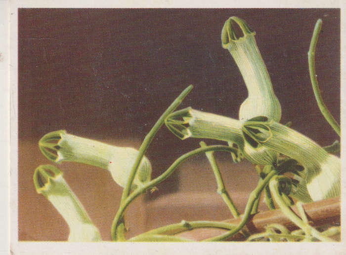 CIGARETTE CARD OUR SOUTH AFRICAN FLOWERS NO 73