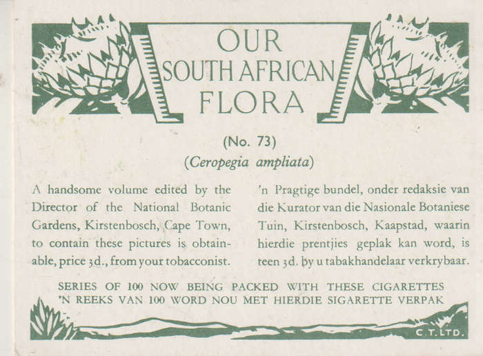 CIGARETTE CARD OUR SOUTH AFRICAN FLOWERS NO 73