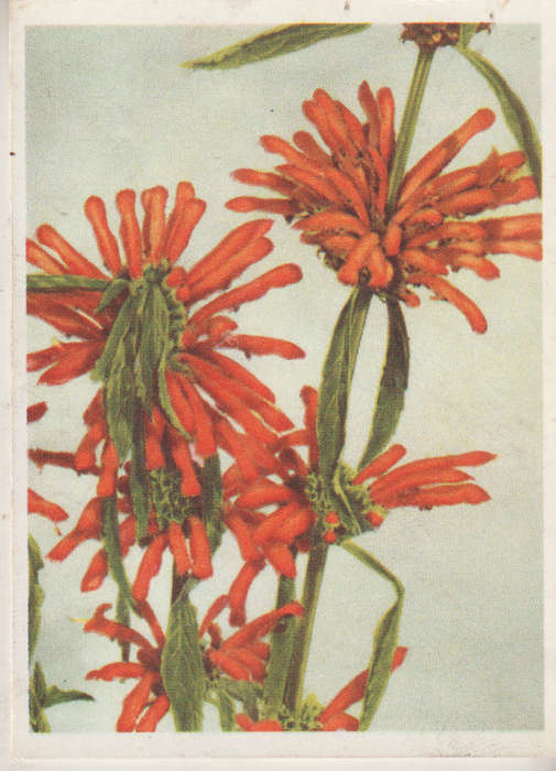 CIGARETTE CARD OUR SOUTH AFRICAN FLOWERS NO 76