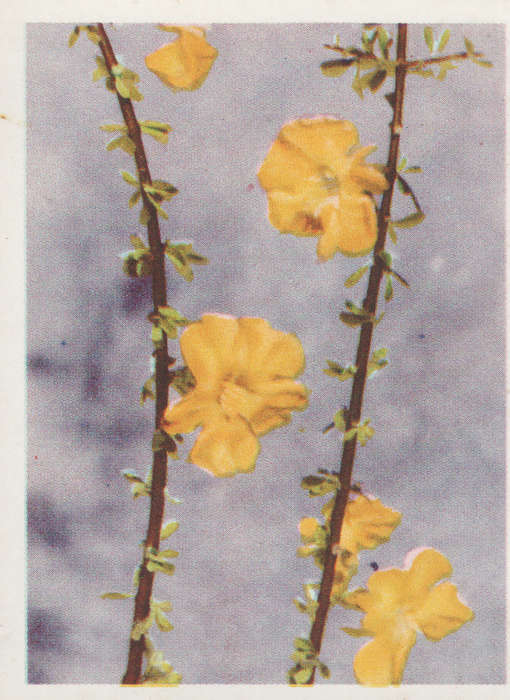 CIGARETTE CARD OUR SOUTH AFRICAN FLOWERS NO 83