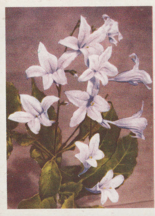 CIGARETTE CARD OUR SOUTH AFRICAN FLOWERS NO 87