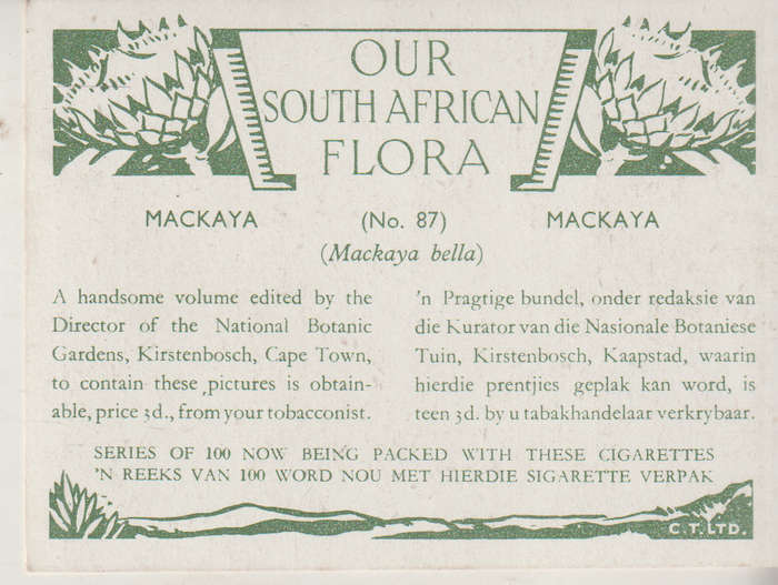 CIGARETTE CARD OUR SOUTH AFRICAN FLOWERS NO 87