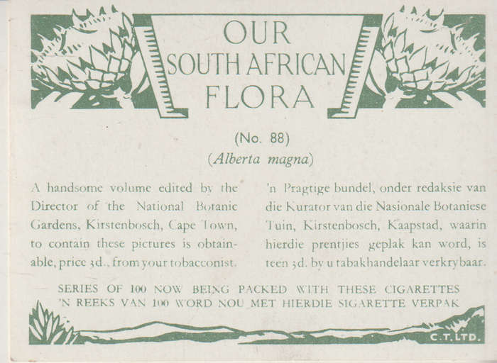 CIGARETTE CARD OUR SOUTH AFRICAN FLOWERS NO 88
