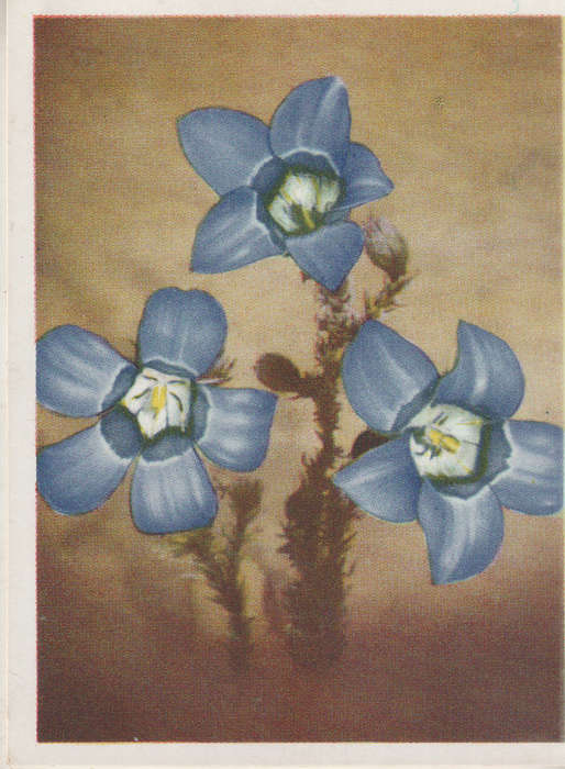 CIGARETTE CARD OUR SOUTH AFRICAN FLOWERS NO 93