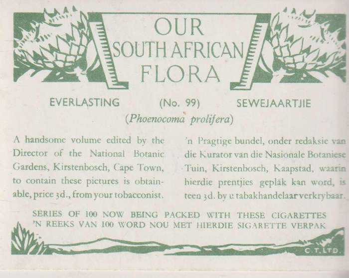 CIGARETTE CARD OUR SOUTH AFRICAN FLOWERS NO 99