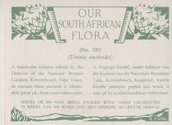 CIGARETTE CARD OUR SOUTH AFRICAN FLOWERS NO 100