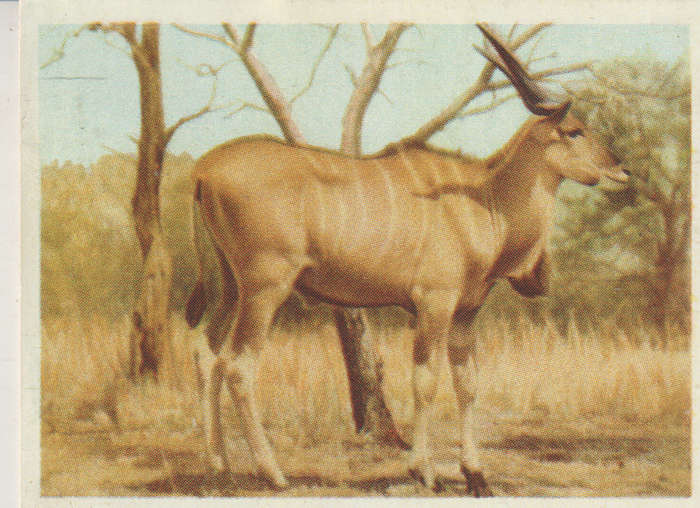 CIGARETTE CARD OUR SOUTH AFRICAN NATIONAL PARKS NO 1