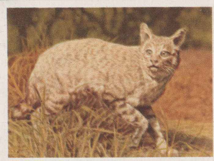 CIGARETTE CARD OUR SOUTH AFRICAN NATIONAL PARKS NO 11