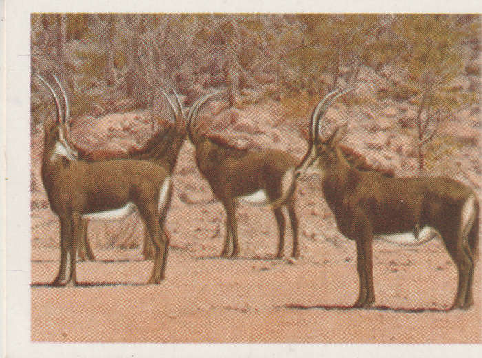 CIGARETTE CARD OUR SOUTH AFRICAN NATIONAL PARKS NO 13