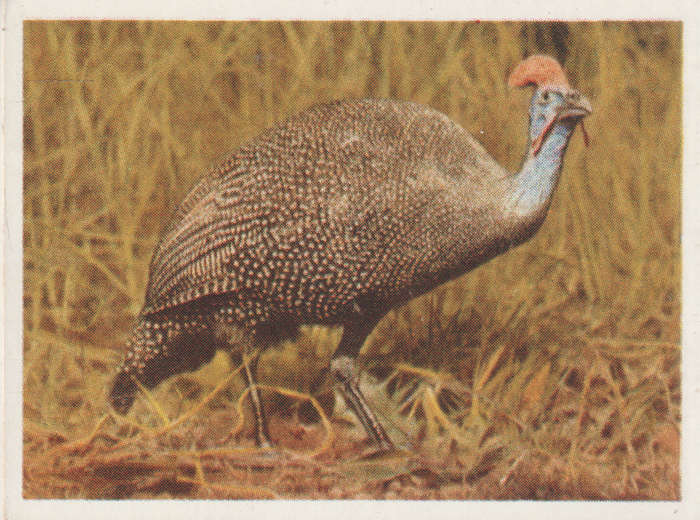 CIGARETTE CARD OUR SOUTH AFRICAN NATIONAL PARKS NO 14