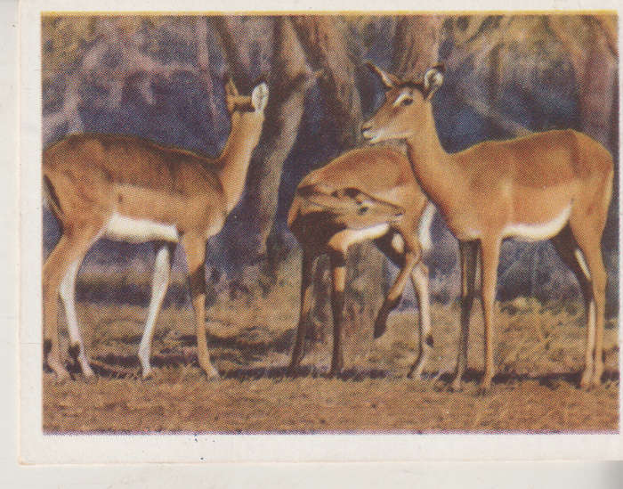 CIGARETTE CARD OUR SOUTH AFRICAN NATIONAL PARKS NO 21