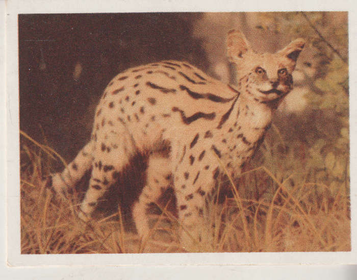 CIGARETTE CARD OUR SOUTH AFRICAN NATIONAL PARKS NO 22