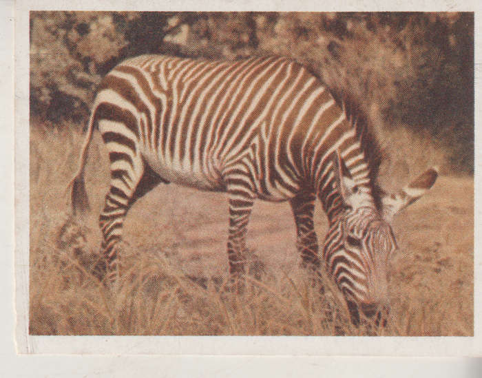 CIGARETTE CARD OUR SOUTH AFRICAN NATIONAL PARKS NO 23