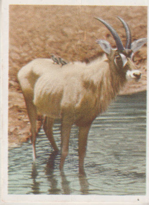 CIGARETTE CARD OUR SOUTH AFRICAN NATIONAL PARKS NO 24