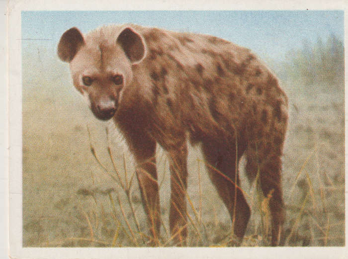 CIGARETTE CARD OUR SOUTH AFRICAN NATIONAL PARKS NO 26